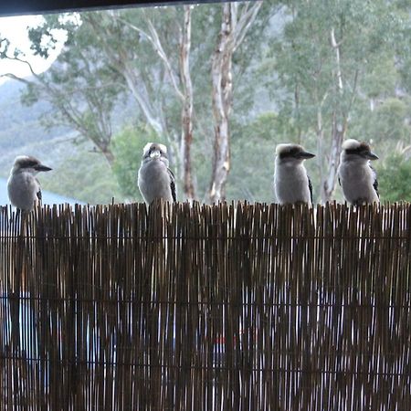 Kookaburra Motor Lodge Halls Gap Kültér fotó