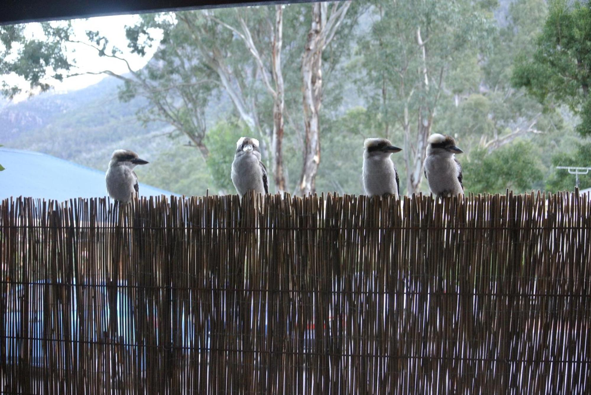 Kookaburra Motor Lodge Halls Gap Kültér fotó