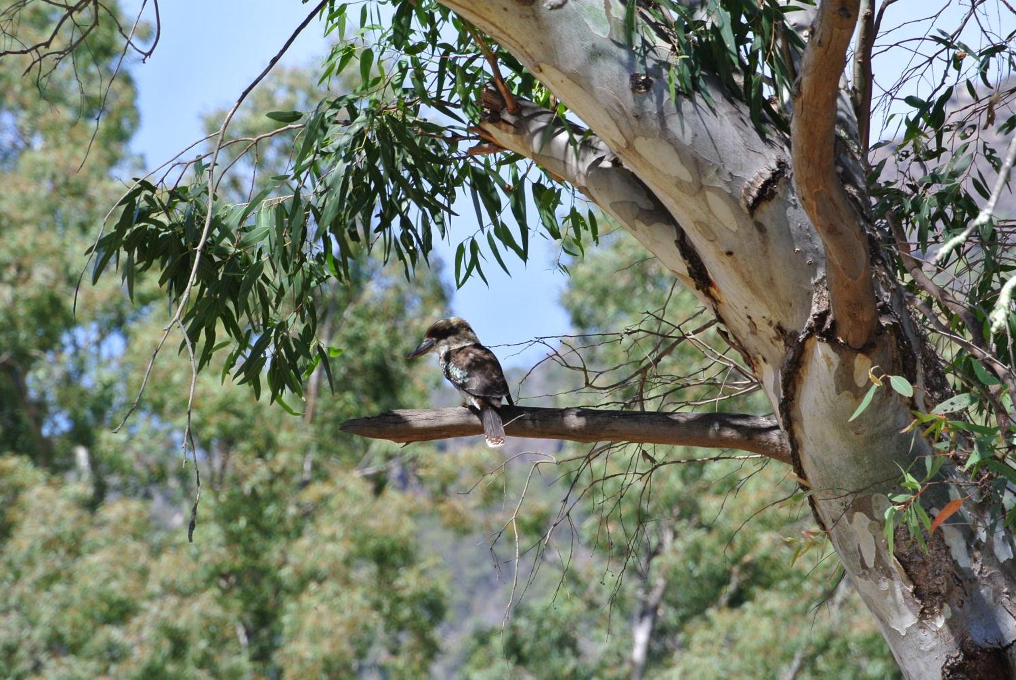 Kookaburra Motor Lodge Halls Gap Kültér fotó